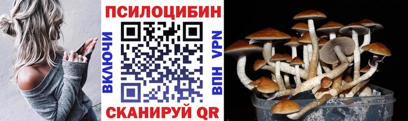 Купить где Сясьстрой Галлюциногенные грибы Psilocybine cubensis